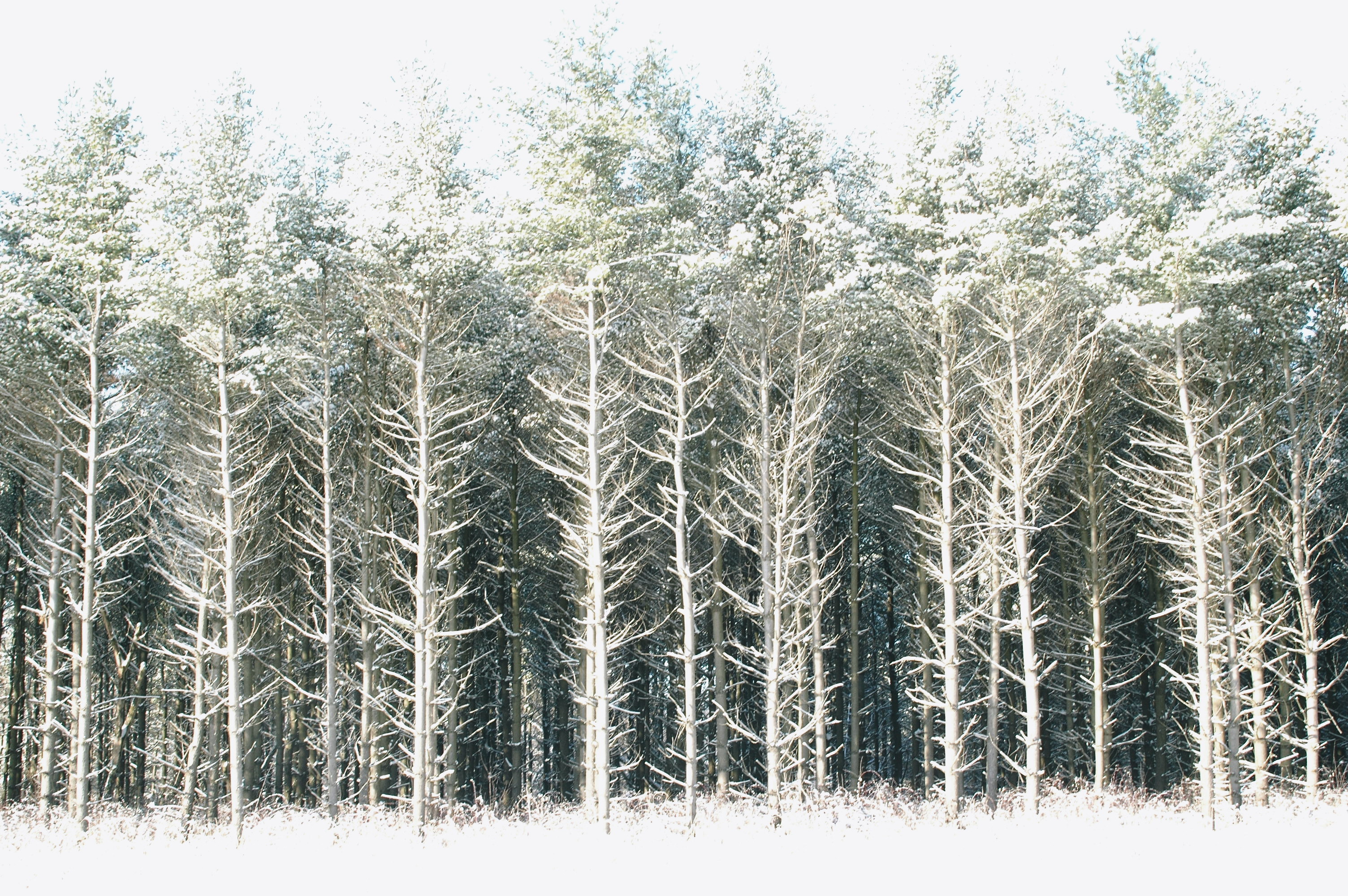 Trees in winter by Doug Stener