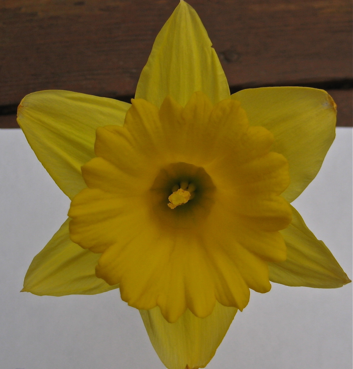 April 1: Fourteen Ways of Looking at a Daffodil