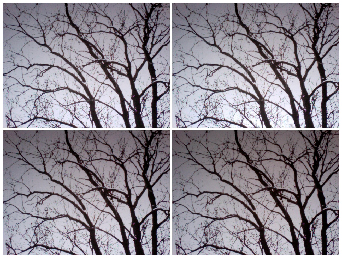 Glimpse of solace: Branches