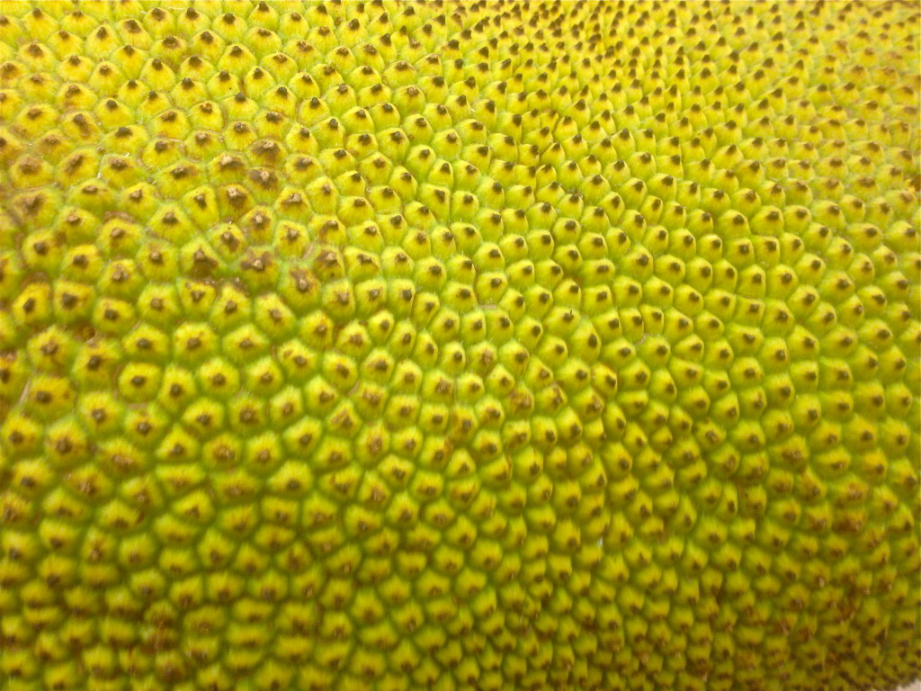 Jackfruit up close © Ellen Wade Beals, 2015 