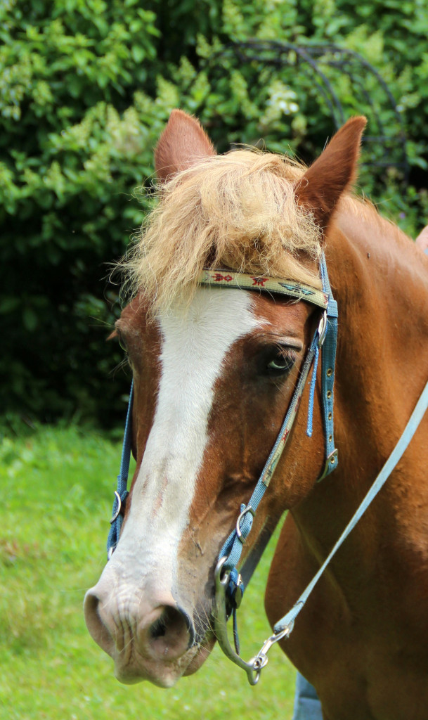 Cinnamon with burs © Laura Rodley, 2015