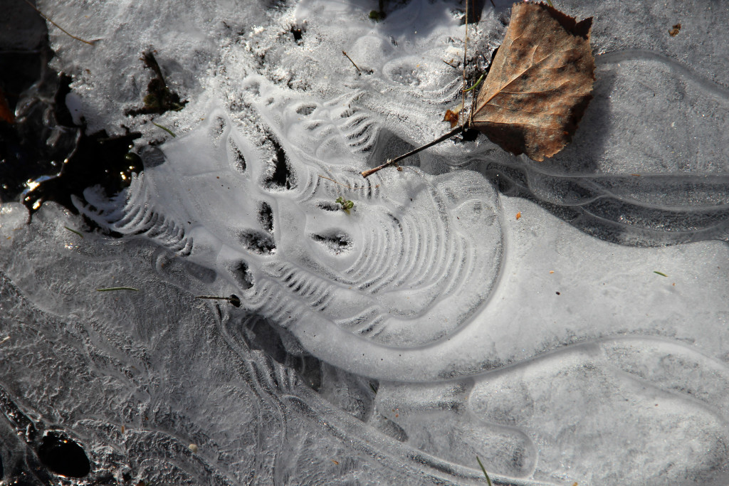 Horseshoe crab in ice © Laura Rodley, 2016