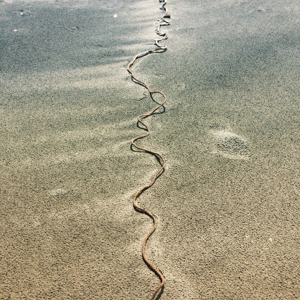  Beached Kelp  © Kathleen Buckland, 2016