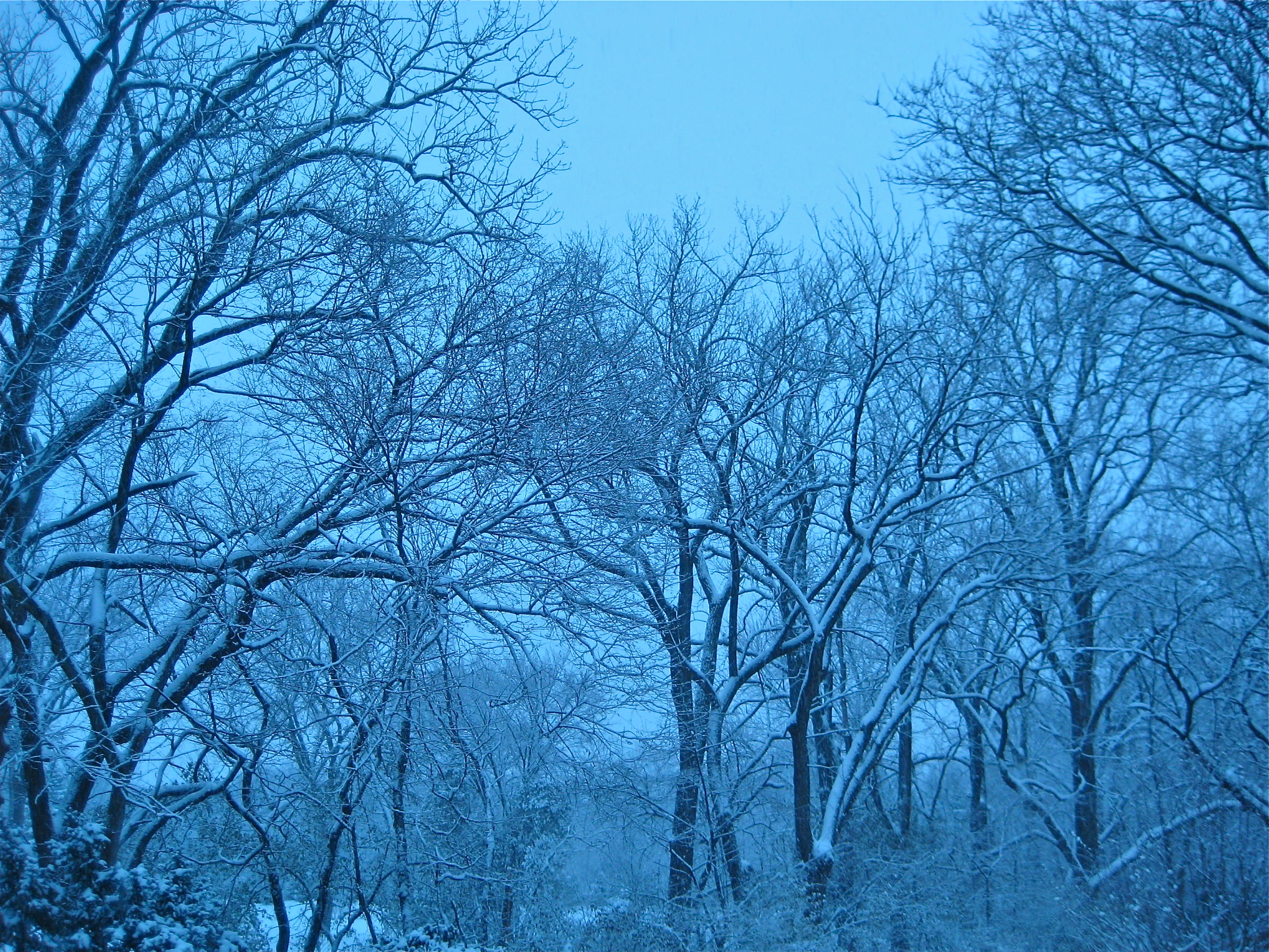 Glimpse of solace: trees in winter