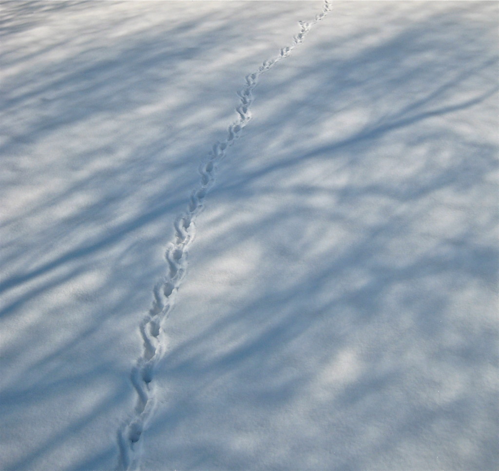 Snow trail, #1 © Ellen Wade Beals, 2013