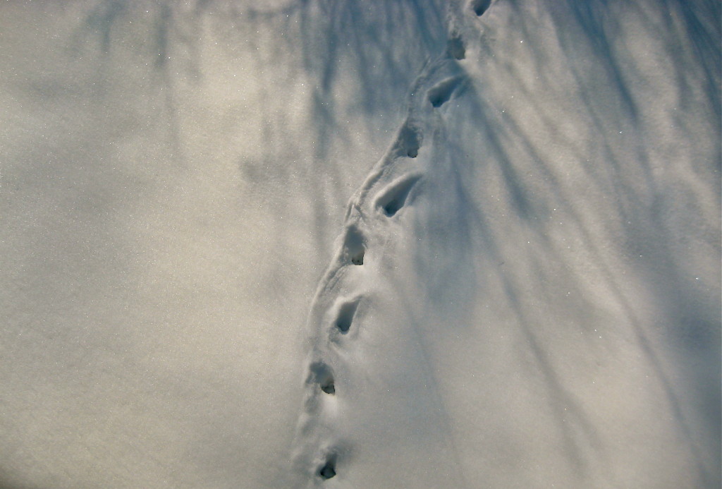 Snow trail, #2 © Ellen Wade Beals, 2013