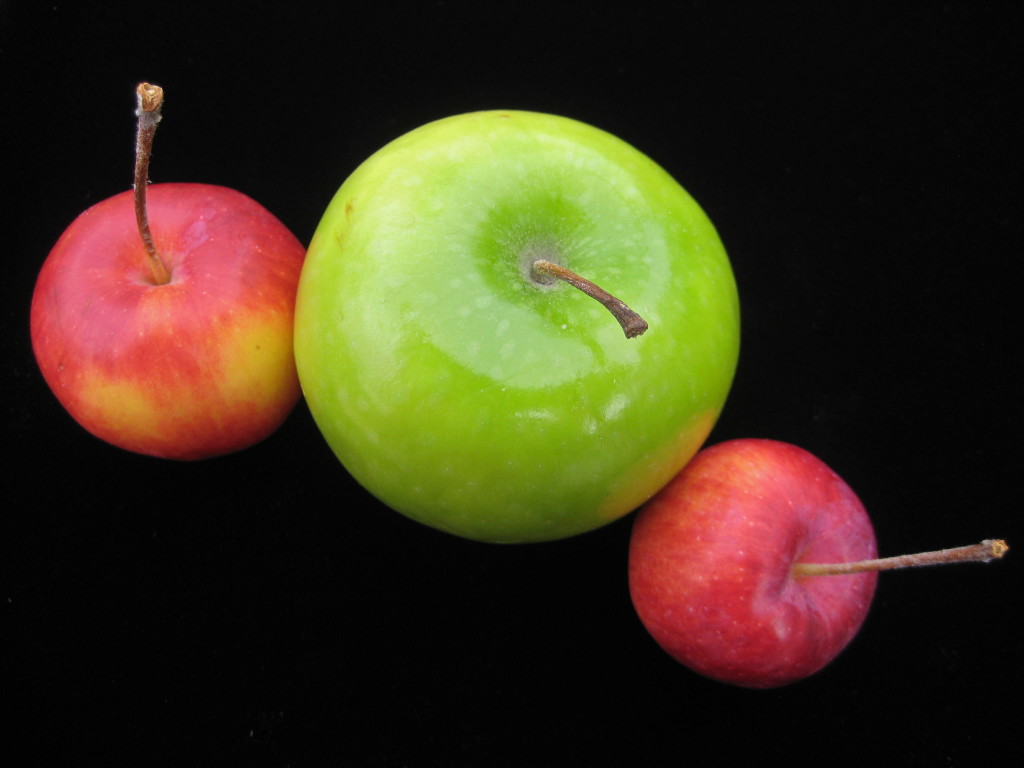 Apples to apples © Ellen Wade Beals, 2016