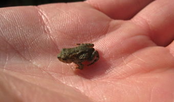 Mary Oliver and a tiny amphibian