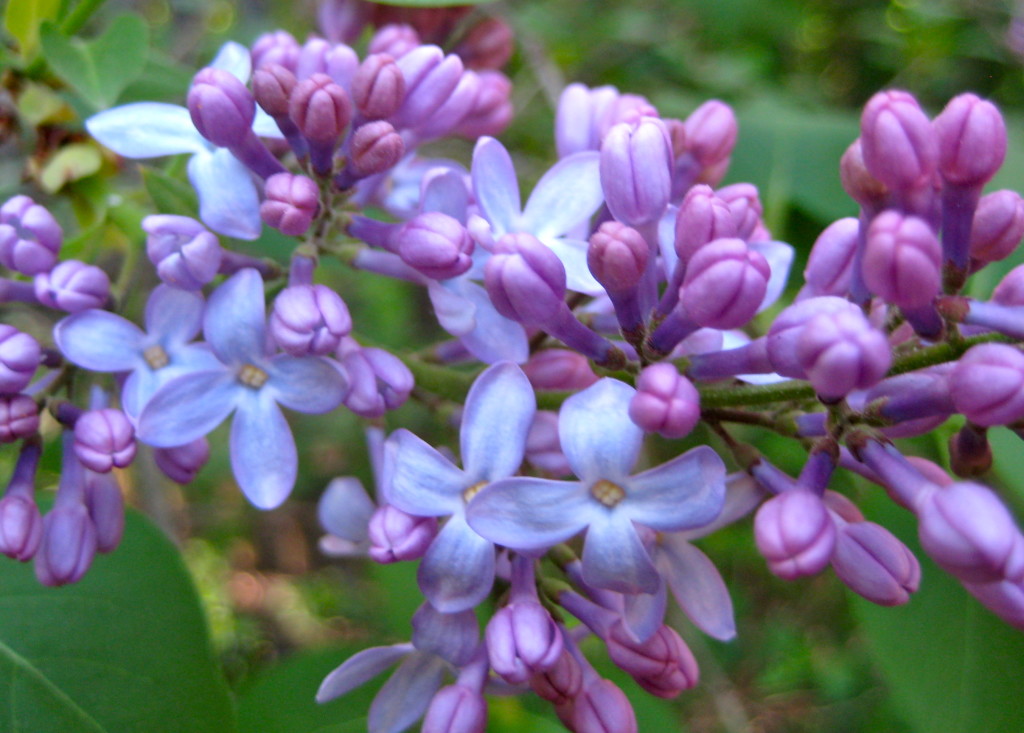 “lilacs last in the dooryard bloom’d” © Ellen Wade Beals, 2015 