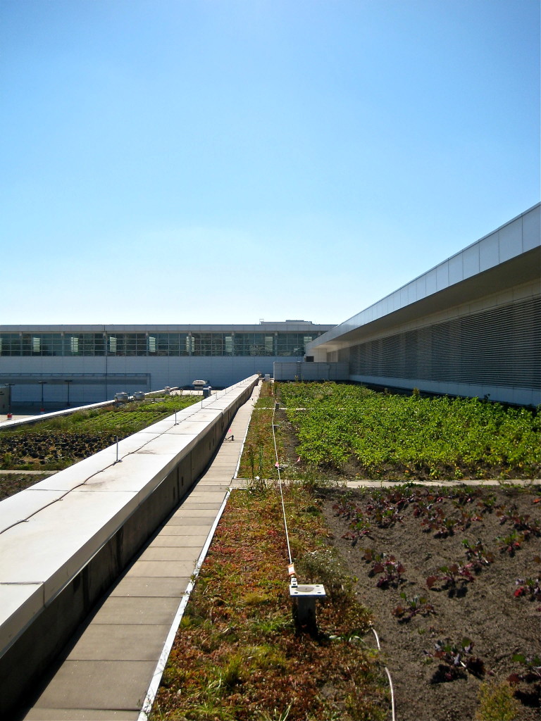 McCormick Place Rooftop Farm © Ellen Wade Beals, 2015