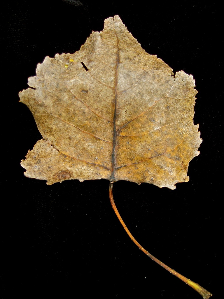 Are You Ready to Crumble © Ellen Wade Beals, 2015