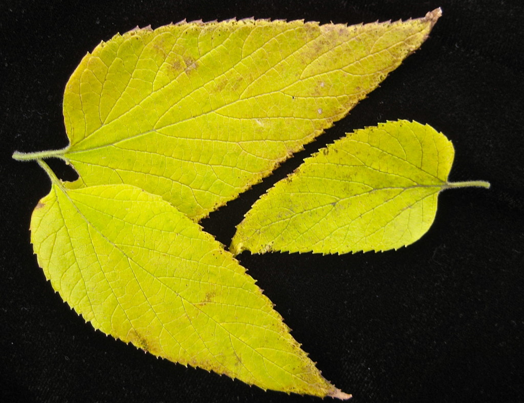 Yellow leaves 2015 © Ellen Wade Beals, 2015
