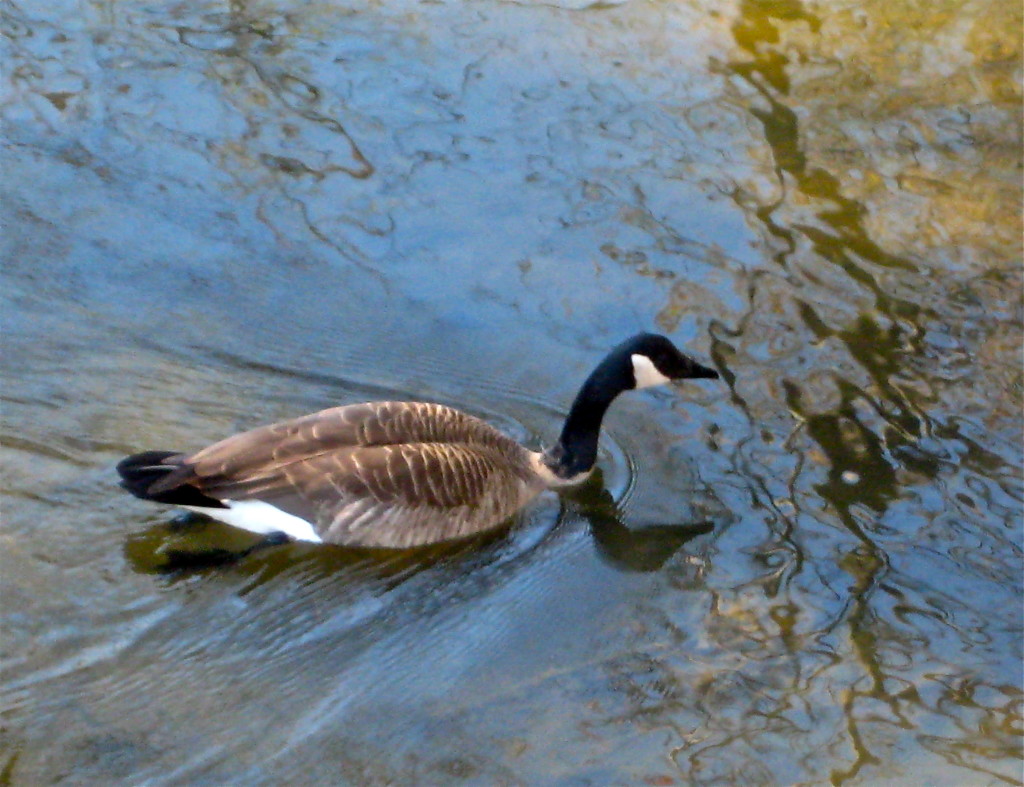 Goose © Ellen Wade Beals, 2015