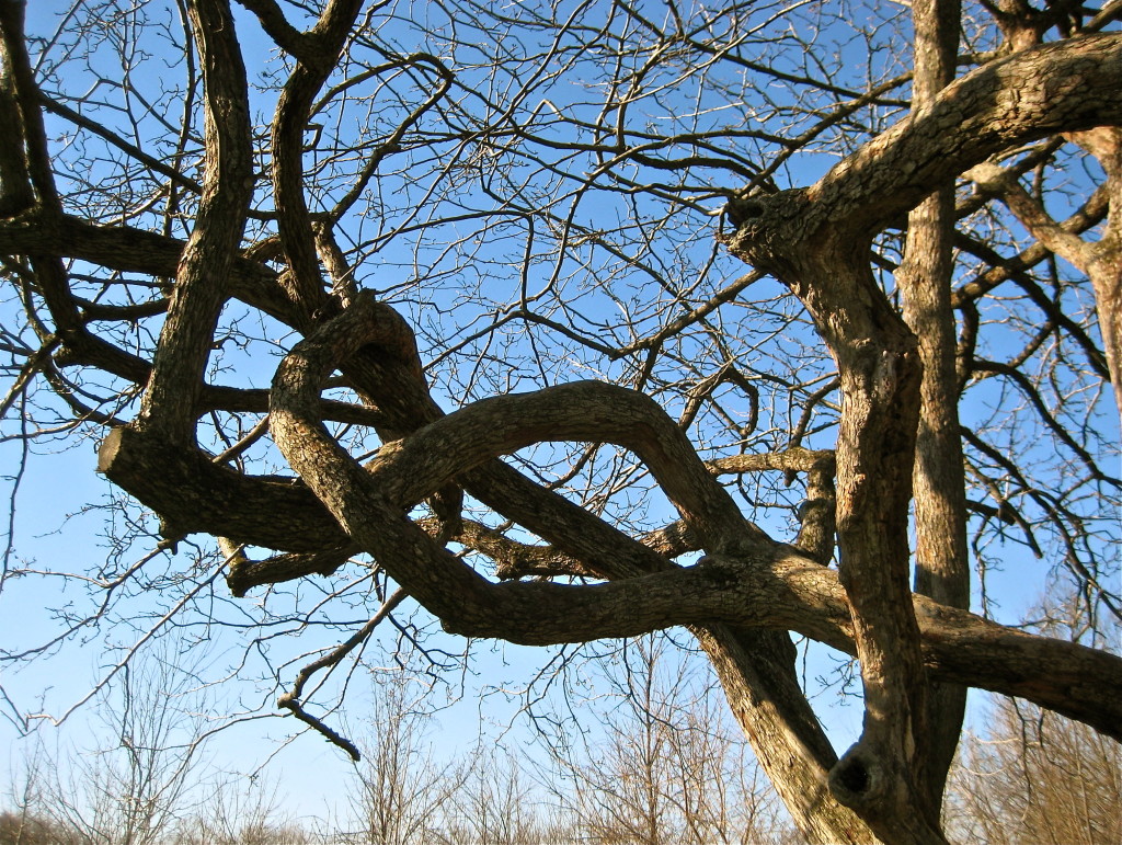 Tree in knots © Ellen Wade Beals, 2015