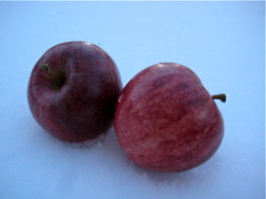 Two apples in snow © Ellen Wade Beals, 2017